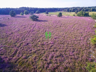 Blühende Heide Luftaufnahmen Reisen in Europa