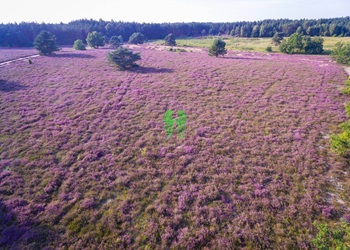 Blühende Heide Luftaufnahmen Reisen in Europa