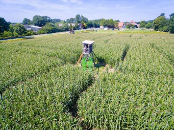 Luftaufnahmen Maislabyrinth in Sprakensehl